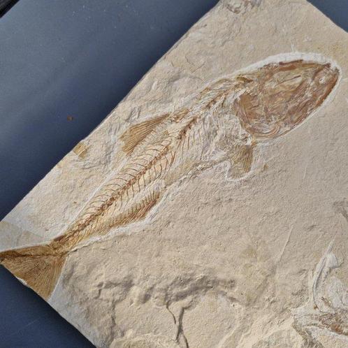 Fossiele vissen met garnaal - Fossiel skelet - Euripholus,, Verzamelen, Mineralen en Fossielen