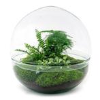 DIY terrarium - Dome XL -  30 cm, Verzenden