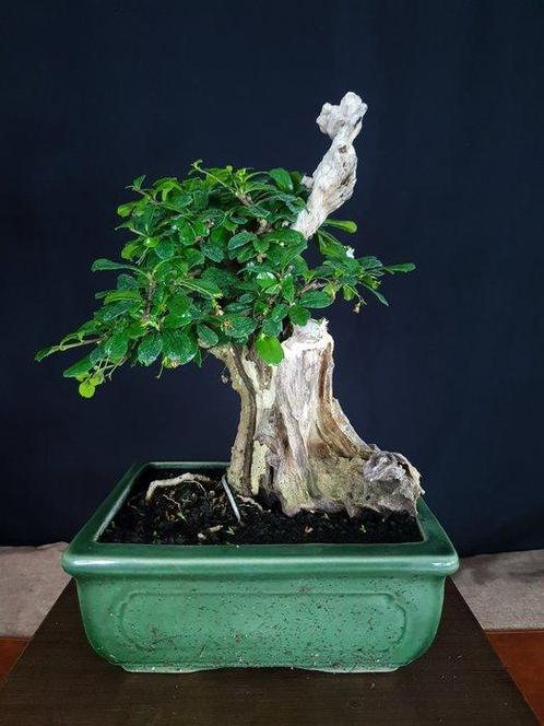 Carmona – geschikt voor binnen - Hoogte (boom): 33 cm -, Antiek en Kunst, Curiosa en Brocante
