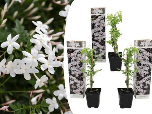 Set van 3 jasmijnplanten, Tuin en Terras, Planten | Tuinplanten
