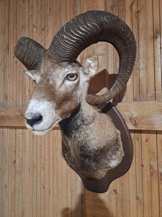 Mooi gemonteerde Europese mouflon Taxidermie wandmontage -, Antiek en Kunst, Curiosa en Brocante