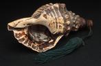 Horagai - Shell - Very fine horagai (samurai / buddhist