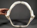 Extra grote donkershark Kaak vastgezet - Carcharinus, Nieuw