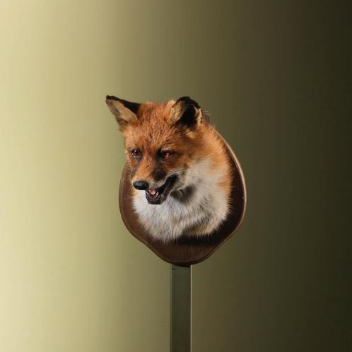 Vos Taxidermie Opgezette Dieren By Max, Verzamelen, Dierenverzamelingen, Opgezet dier, Nieuw, Wild dier, Ophalen of Verzenden