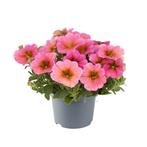 Petunia Beautical - Roze, Ophalen of Verzenden