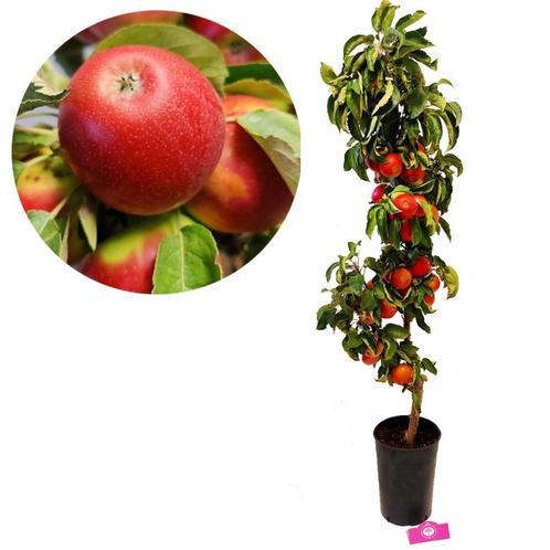zuilappelboom Malus domestica Boet + Pot 22cm, Tuin en Terras, Planten | Fruitbomen, Volle zon, Verzenden