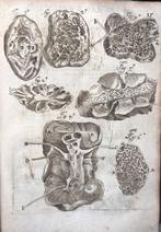 Lorenzo Bellini - ANATOMY Opera Omnia - 1708, Antiek en Kunst, Antiek | Boeken en Bijbels