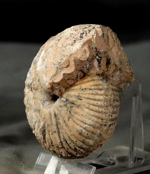 Uitstekende Trias-ammoniet met twee schoongemaakte zijden. -, Verzamelen, Mineralen en Fossielen