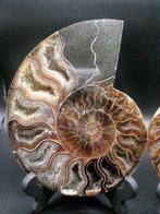 Ammoniet - Gefossiliseerde schelp - Cenoceras sp. - 12.4 cm