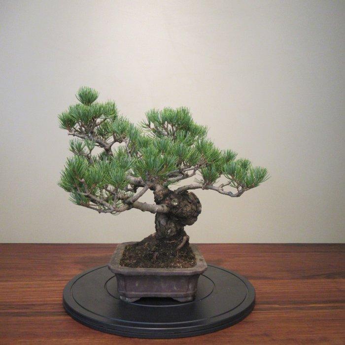 Pinus parviflora - Hoogte (boom): 34 cm - Diepte (boom): 43, Antiek en Kunst, Curiosa en Brocante