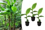 Set van 3 winterharde bananenplantjes (20 - 30 cm)