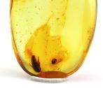 Authentieke Baltische Amber met Fossiele Insecten KEVER, Nieuw