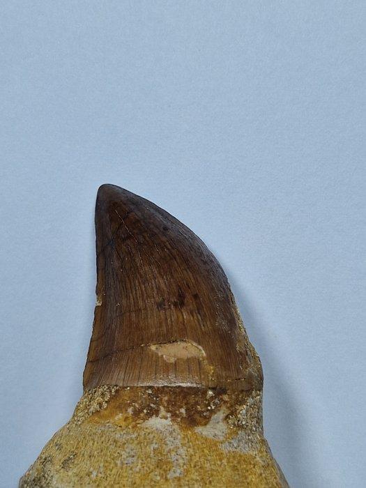 Mosasaurus - Fossiele tand - 7 cm (Zonder Minimumprijs), Verzamelen, Mineralen en Fossielen