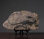 Fossiel skelet Tyrannosaurus Rex XXL (replica) - Fossiel