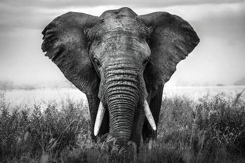 Glasschilderij Olifant | S815, Huis en Inrichting, Woonaccessoires | Overige, Nieuw, Ophalen of Verzenden