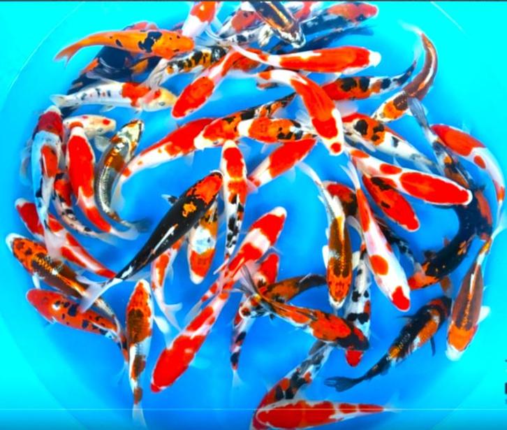 Takahashi 16-19cm (Japanse Koi), Dieren en Toebehoren, Vissen | Vijvervissen, Karper of Koi