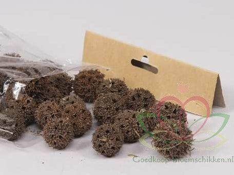 Liquidambar Fruit Naturel 100 gram kleinverpakking, Hobby en Vrije tijd, Knutselen, Nieuw, Ophalen of Verzenden