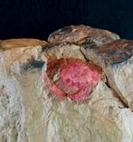 Primairste stekelhuid - opgelost!!! - Gefossiliseerd dier -