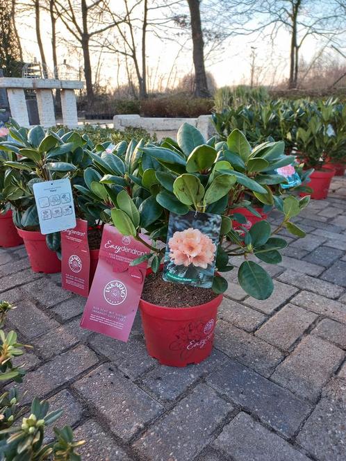 Rhododendron Hybr. Easydendron Viscy 40cm, Tuin en Terras, Planten | Bomen, Ophalen