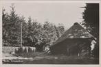 STROE - Schaapskooi, Verzenden, Gelopen