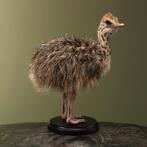 Struisvogel Kuiken Taxidermie Opgezette Dieren By Max, Ophalen of Verzenden, Nieuw, Vogel, Opgezet dier
