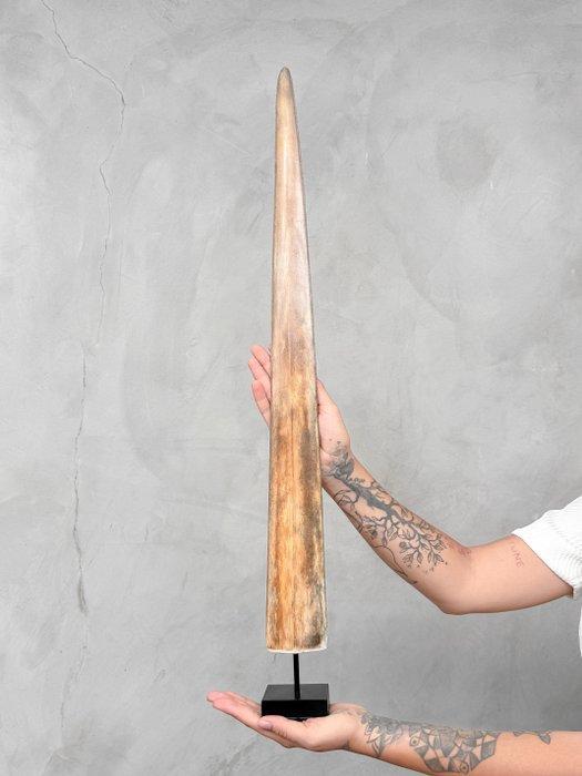 Geen onderbiedprijs - Een zwaardviskievertje gemonteerd op, Verzamelen, Dierenverzamelingen