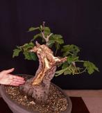 Ficus carica - Verzamelstuk - Hoogte (boom): 50 cm - Diepte