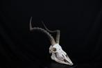 Large African Impala Schedel - Aepyceros melampus - 0 cm - 0, Nieuw