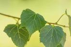 Tilia cordata Green Globe bolvorm