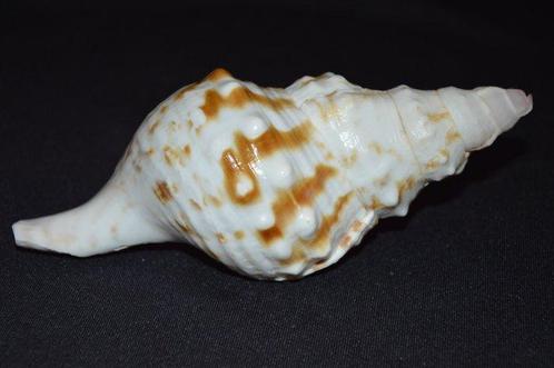 Zeeslak Zeeschelp - CHARONIA LAMPAS (Zonder Minimumprijs), Verzamelen, Dierenverzamelingen