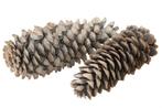 Reuze grote denneappel sugar pine cone large frosted white, Hobby en Vrije tijd, Knutselen, Ophalen of Verzenden, Nieuw