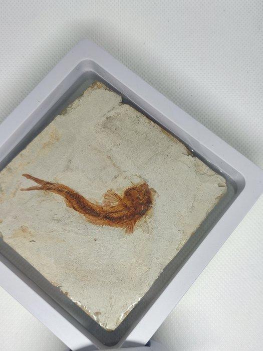 Vis - Fossiel skelet - Lycoptera - 9 cm - 8.5 cm (Zonder, Verzamelen, Mineralen en Fossielen