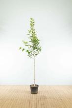 Magnolia kobus hoogstam 12/14