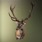 Edelhert Taxidermie Opgezette Dieren By Max, Verzamelen, Dierenverzamelingen, Ophalen of Verzenden, Nieuw, Wild dier, Opgezet dier