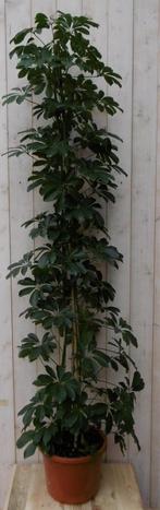 Kamerplant Schefflera Vingersboom donkergroen 120 cm - Waren, Tuin en Terras, Planten | Tuinplanten, Verzenden