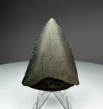 Witte haai - Fossiele tand - 4.8 cm - 3.6 cm (Zonder, Verzamelen, Mineralen en Fossielen