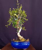 Olijf Bonsai – Geen Minimumprijs - Hoogte (boom): 35 cm -