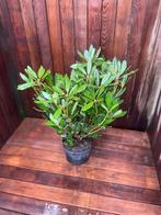 Te koop partij B-keus Rhododendron ponticum 60-80 cm, Rhododendron, Struik, Minder dan 100 cm