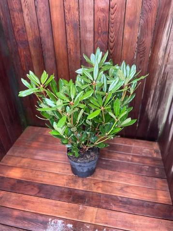 Te koop partij B-keus Rhododendron ponticum 60-80 cm beschikbaar voor biedingen