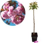 Prunus serrulata Kanzan + Pot 23cm, Tuin en Terras, Verzenden
