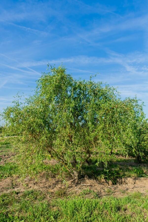 Salix babylonica Tortuosa meerstammig 300-350, Tuin en Terras, Planten | Tuinplanten