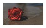 Viktoria Farkas - Lost Love – Red Rose on Wet Sand