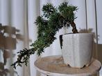 Jeneverbes bonsai (Juniperus) - Hoogte (boom): 13 cm -