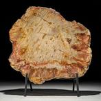 C - Prachtig groot stuk versteend hout op een op maat, Antiek en Kunst