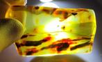 FOSSIEL-GEWELDIG!! Dominican amber - 195 ct- 39 g