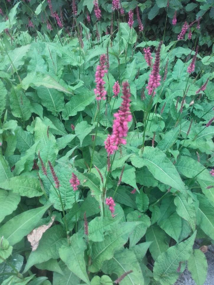 Duizendknoop Persicaria amplexicaulis Speciosa, Tuin en Terras, Planten | Tuinplanten, Vaste plant, Zomer, Ophalen of Verzenden