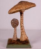 SCHOOLPLATENSHOP.NL een site met oude schoolplaten en ......, Antiek en Kunst, Verzenden, Natuur en Biologie