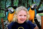 jonge aras in vele kleuren , levenslange gezins garantie, Dieren en Toebehoren, Vogels | Parkieten en Papegaaien, Papegaai, Meerdere dieren