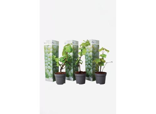 Druiven wit - set van 3, Huis en Inrichting, Kamerplanten, Verzenden