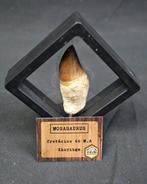 Mosasaurus - Fossiele tand - Mosasaurus anceps con raiz, Verzamelen, Mineralen en Fossielen